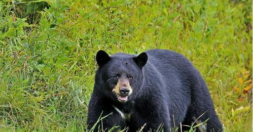 网红熊吃辣条撒腿,网红熊撒腿狂奔的疯狂瞬间