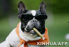 明星带狗训练.,揭秘明星带狗训练的温馨瞬间