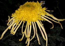 月明星稀饭,夜色中品味人间烟火