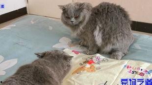 盒子里面的猫吃瓜,盒中猫儿的美食探险记